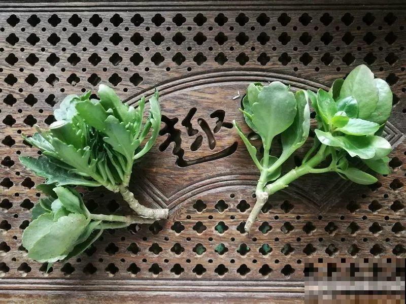 3棵茶花绑一绑，1年变成大老桩，懒人也能养成！