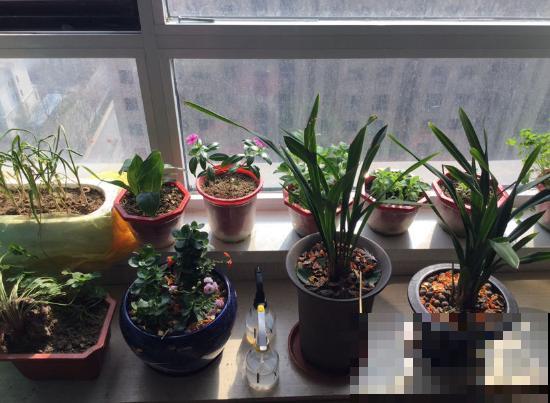今日立春，家里有这些花，不要着急搬出去露养！