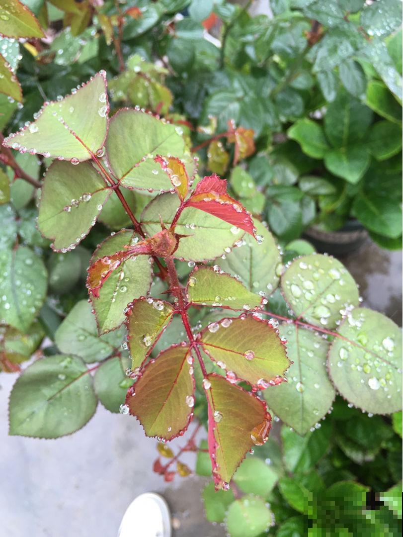 这花真奇怪，叶子总是吐水珠，不是生病是好事儿