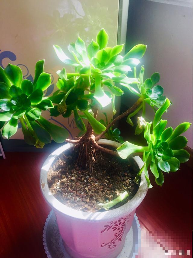 一次疫情，荒芜不了整个春天，阴霾会过去，鲜花也会盛开！