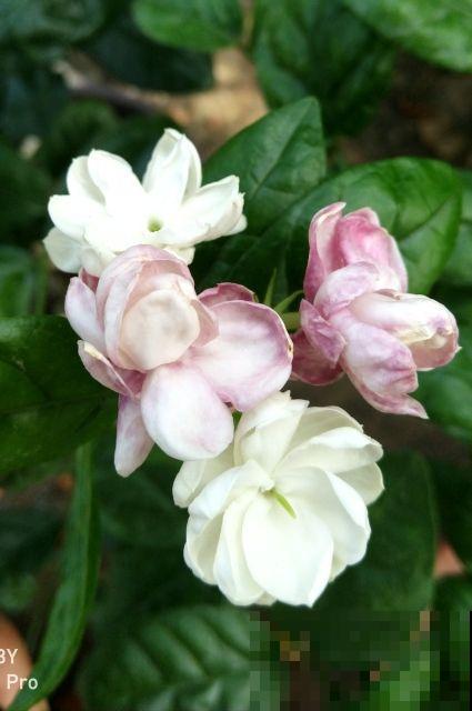 种花最养人，花期长、花量大，还能泡茶喝