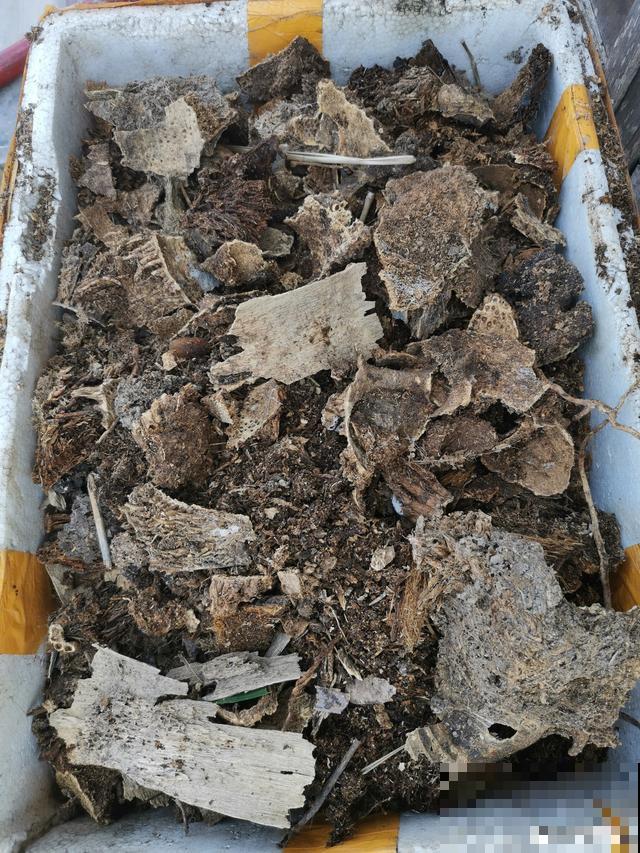 农村大哥，专门挖这种土养花，不花钱、开花真旺！