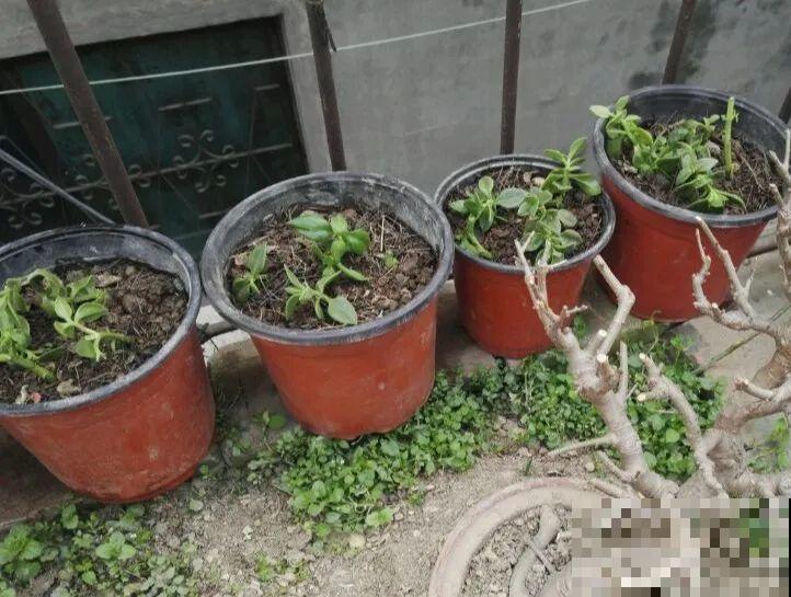 养这花才省心，掉片叶子下来，砖缝里也能长！