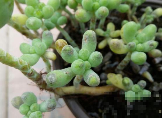 养了6年多肉，我是如何一步一步，从小白变成高手的！