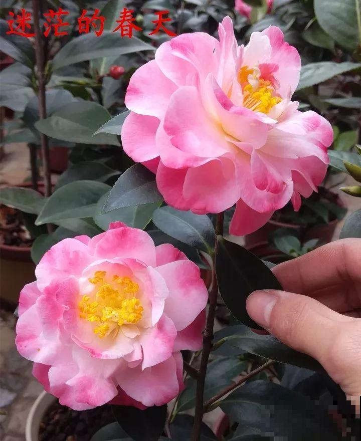 冬天必养的花，竟然有30个品种，最稀罕的是这个颜色！