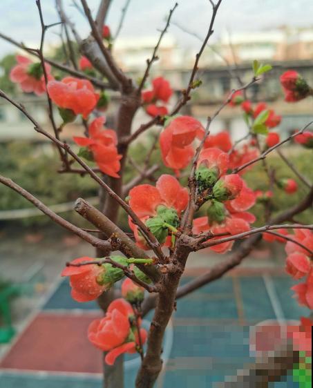 冬天养花最怕冻死，现在学会这绝招，让它们“起死回生”！