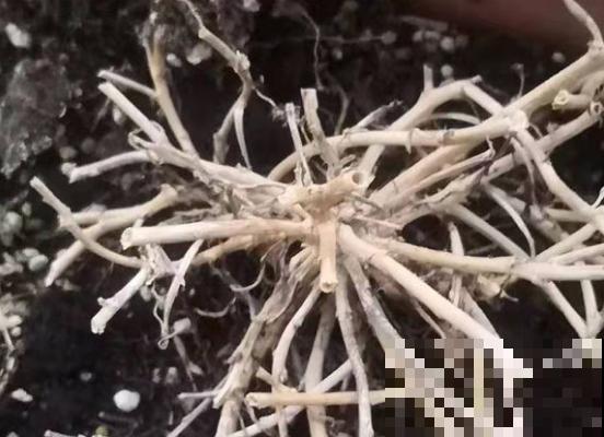 有种喇叭花，一剪枝条就冒花苞，比施肥还灵！