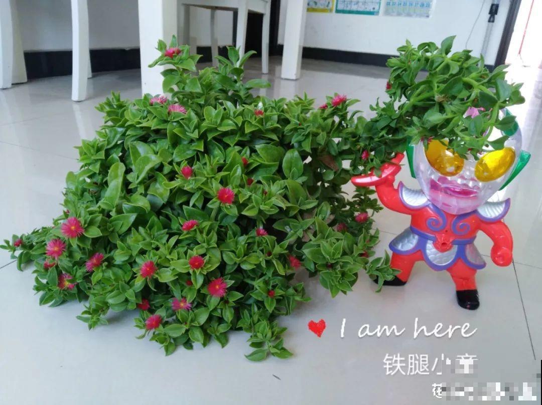 家里没菜了，我把这花炒了吃，老妈气得要打人！