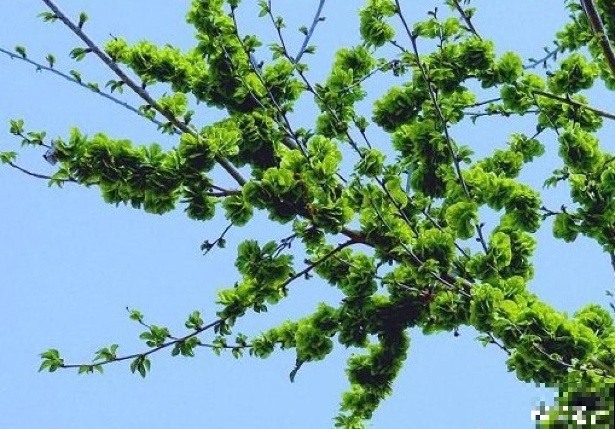 小时候爱吃的“3种花”，每一种都是美味，你吃过哪种？