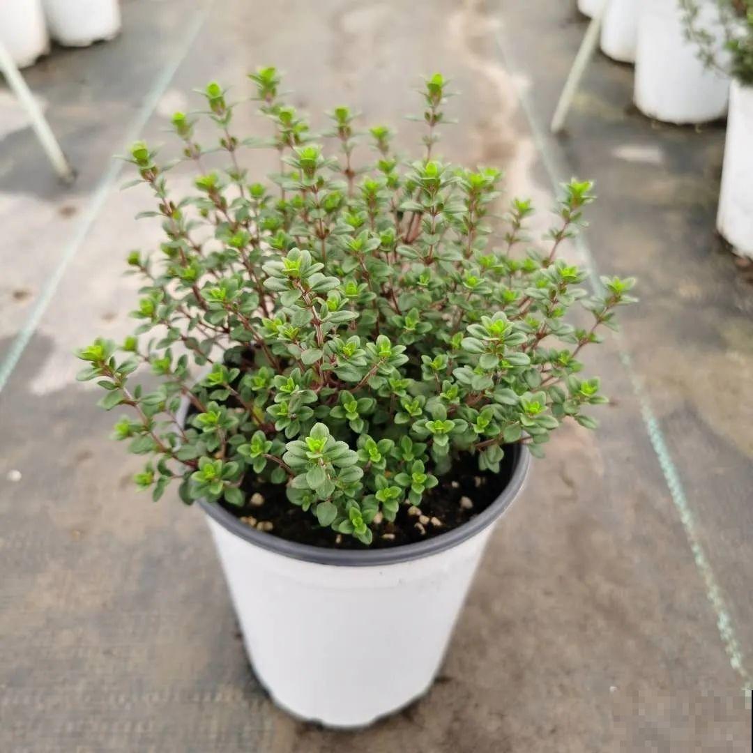 6种香香花，厨房客厅都能养，摘一把又能长一盆！