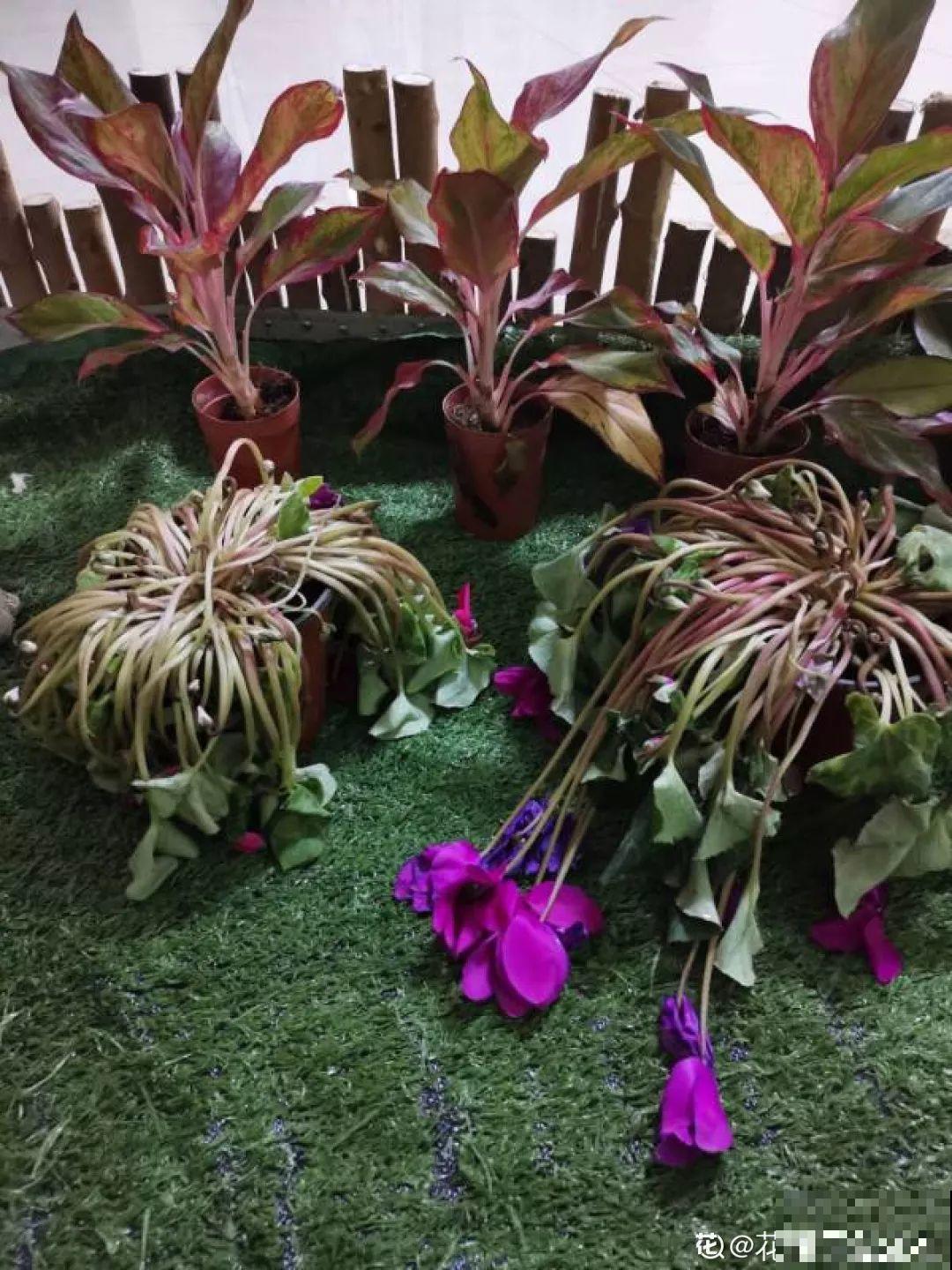 这么漂亮的花，从来没养活过，说多了都是泪！