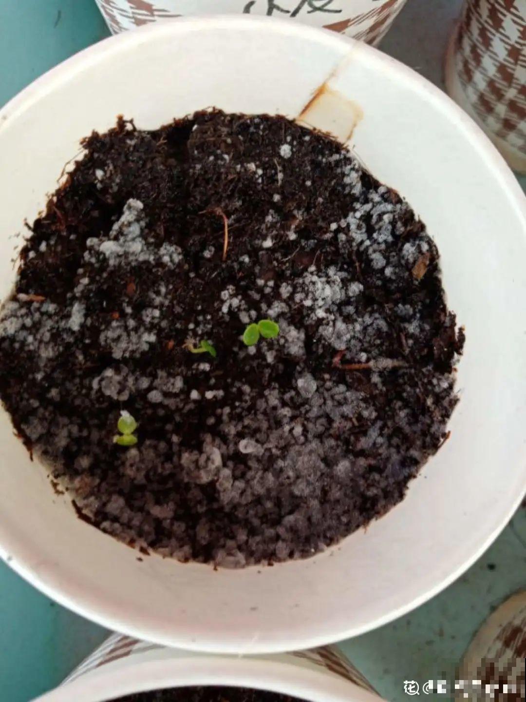 换下来的旧土别着急用，教你一招，跟新土没差！
