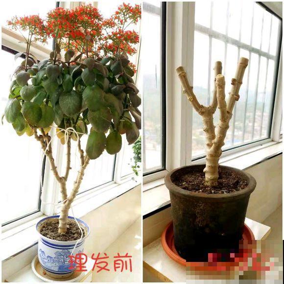 养了3年的长寿花，长成一棵大树，开花上百朵！