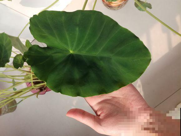 芋头出芽后，扔水里7天长出新叶子，比龟背竹还好看！