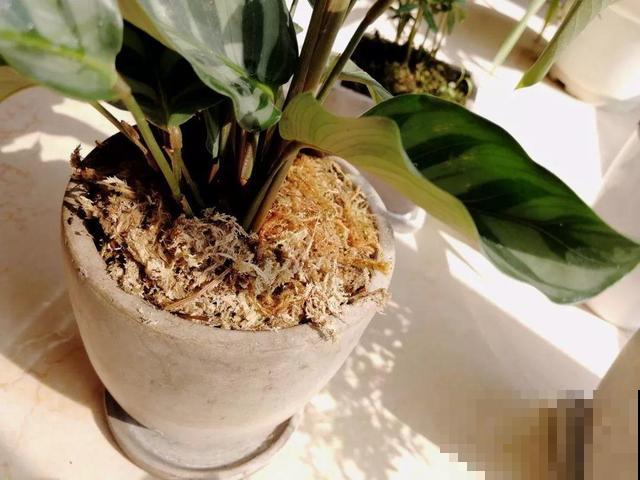 这花太娇气，忘了给它喷水，叶子直接干成杂草！