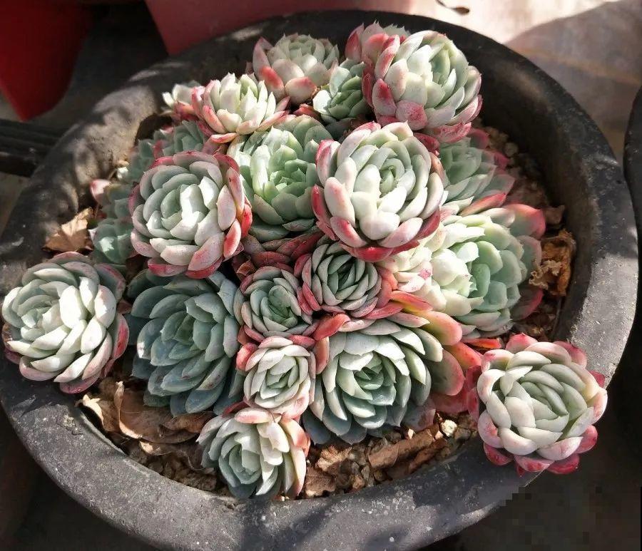 1块5毛钱的多肉，3年后养成了这样，对比太明显！