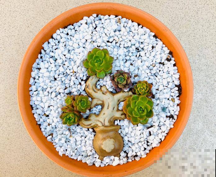 她在花盆里放了这个，多肉秒变盆景，美成一幅画！