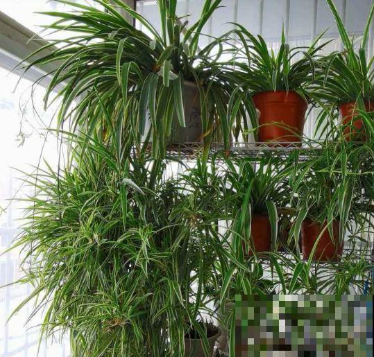 吊兰一年没换盆，打开一看，根上长满“大肉虫”！