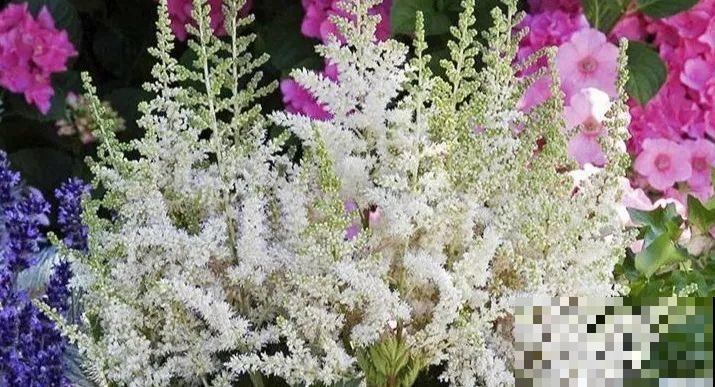 这花春天埋土里，能开好几枝，自带“贵妇”气质！