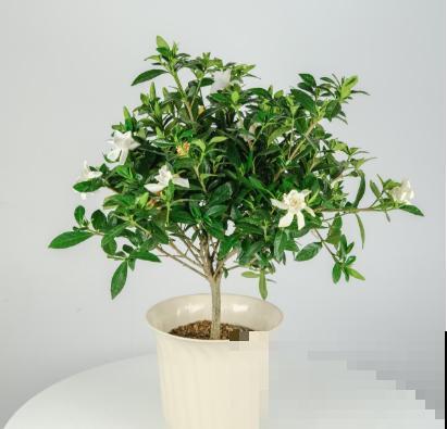 家里养栀子花，3个错误不要犯，否则一盆也养不活！