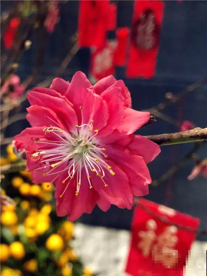 正月初一，过年好！带着花儿来拜年！