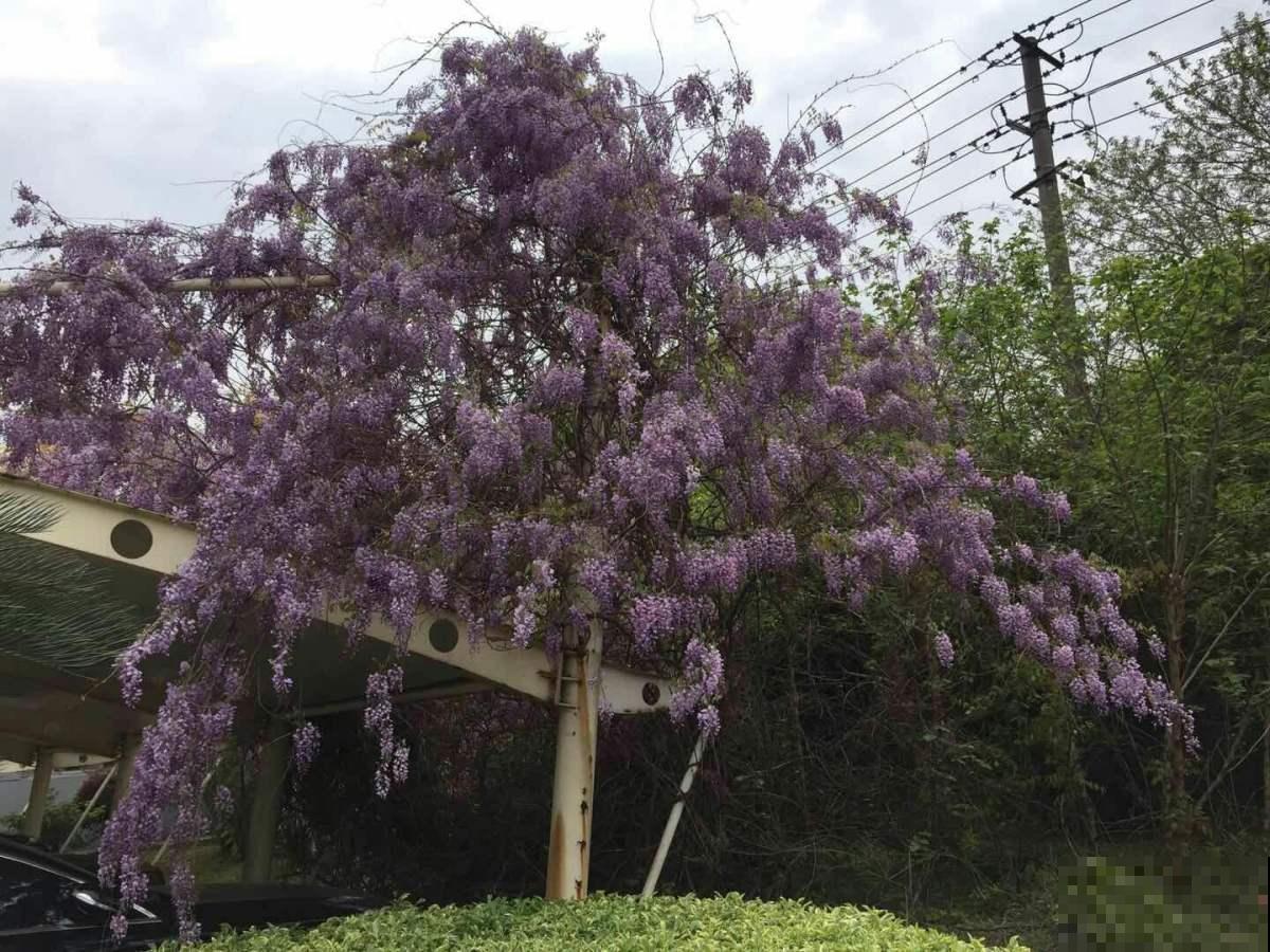 家里养棵紫藤花，紫气东来寓意好，还能开成花瀑布