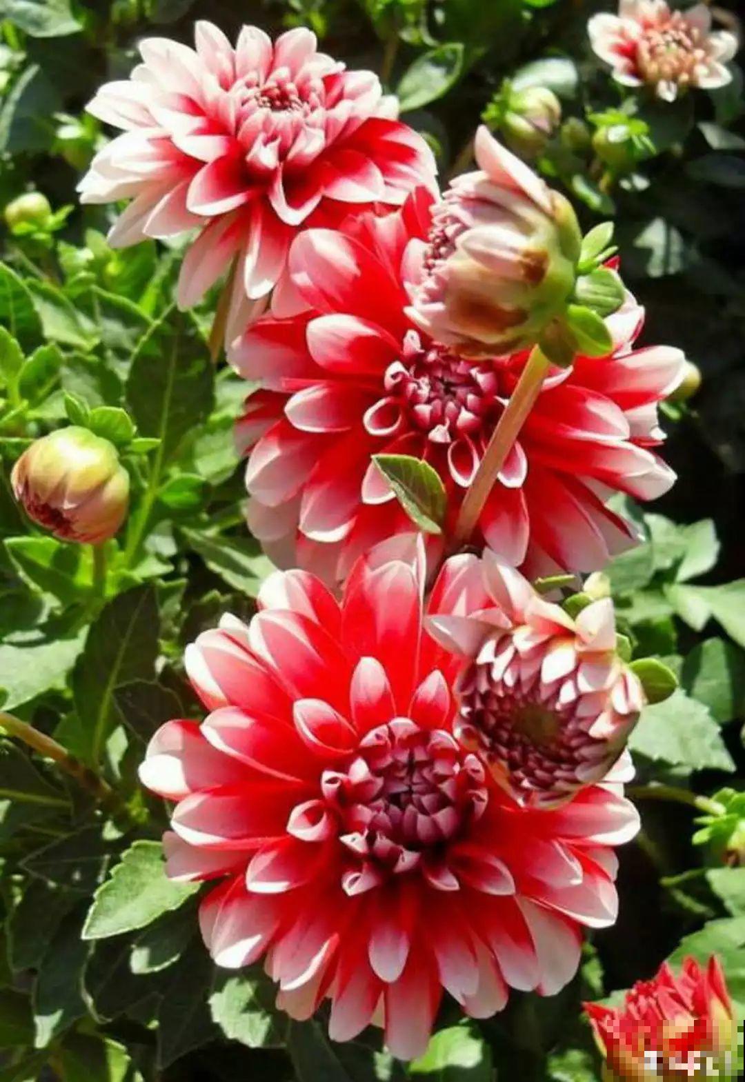 立春过后，这花快要苏醒了，准备好，剪完记得施肥！