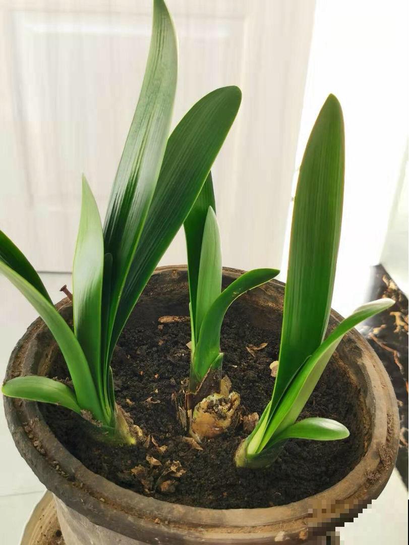 这花1盆花能爆50个崽，只要养1盆，整个阳台都长满花