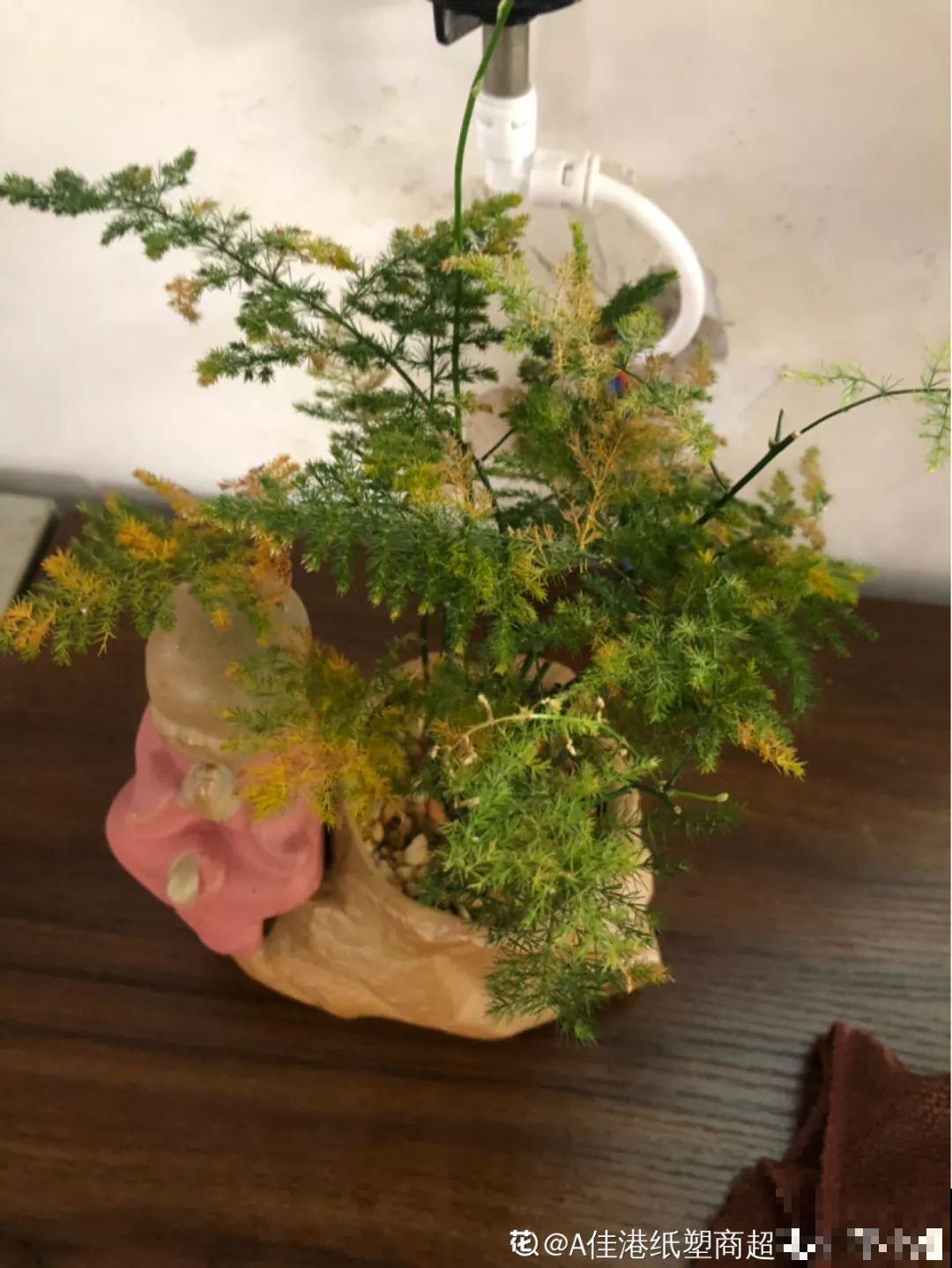给花狠心剃光头，新芽呼呼冒，1年变老桩！