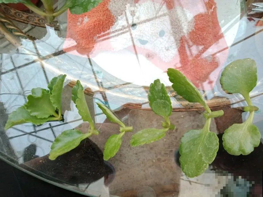 开完花的蟹爪兰，叶子摘一摘，放在梳子上遇水就生根！