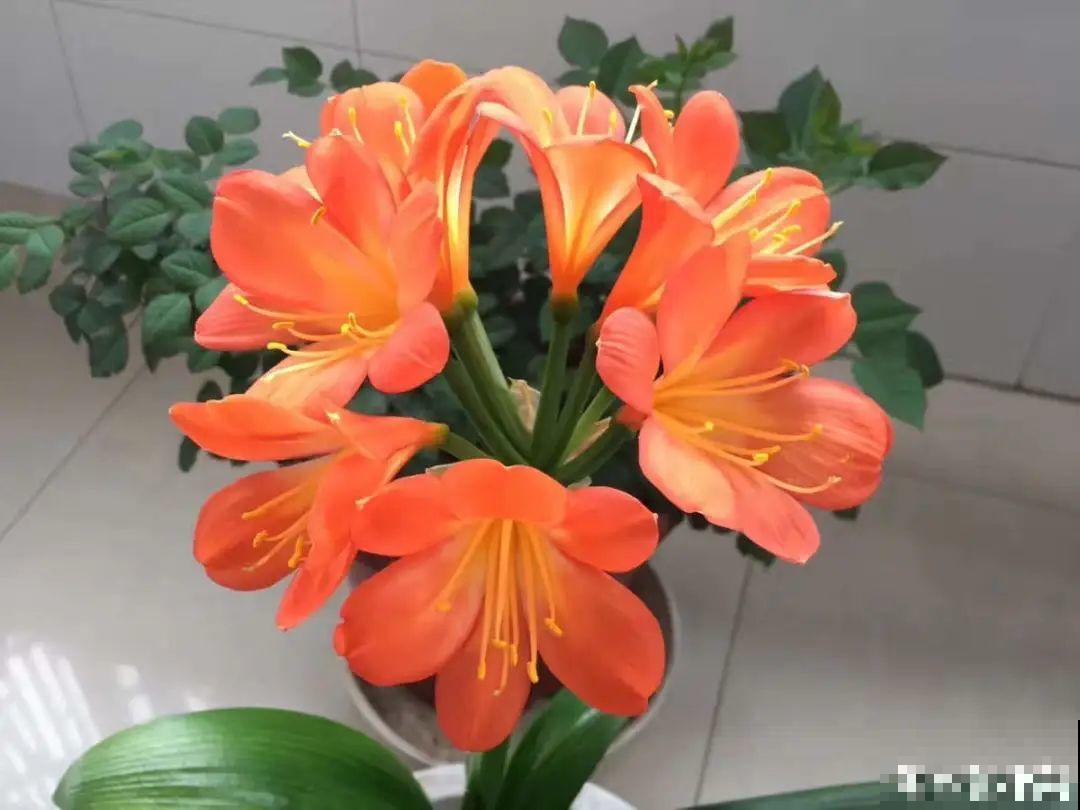 10种花，3月播种长最快，晚了还要等半年！