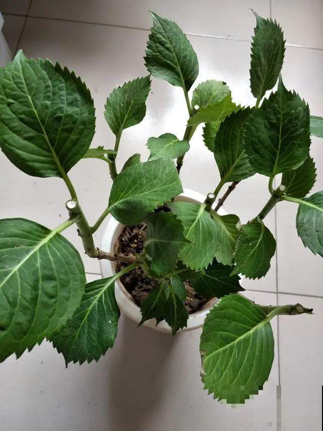 这7种花春天别乱剪，手太勤快了，反而春天不开花！