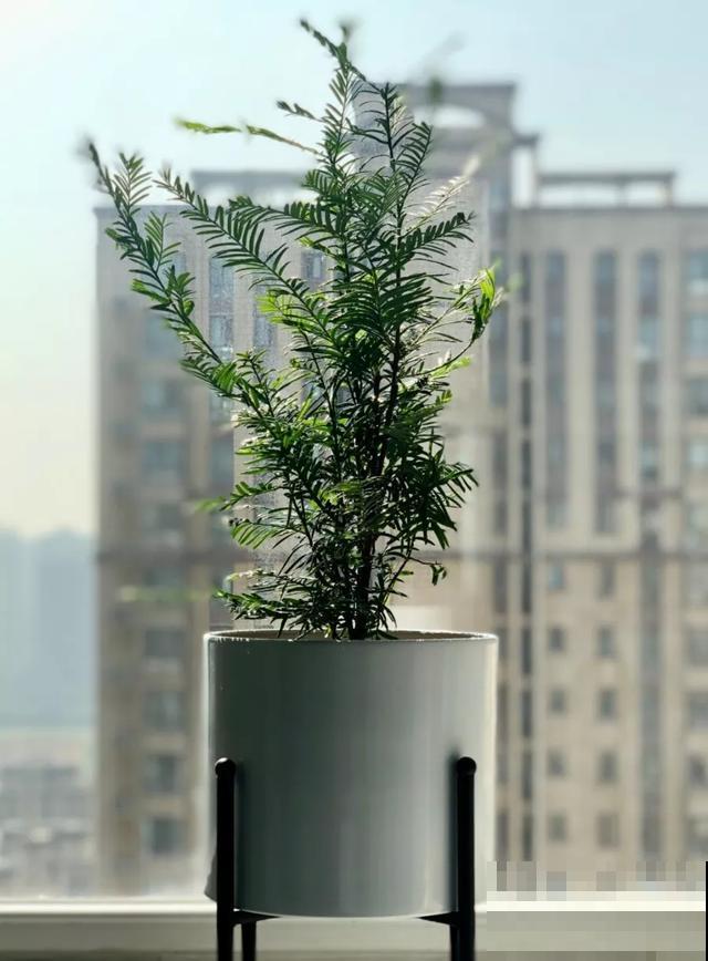 这盆“健康树”，1盆清新空气，2盆杀菌去异味