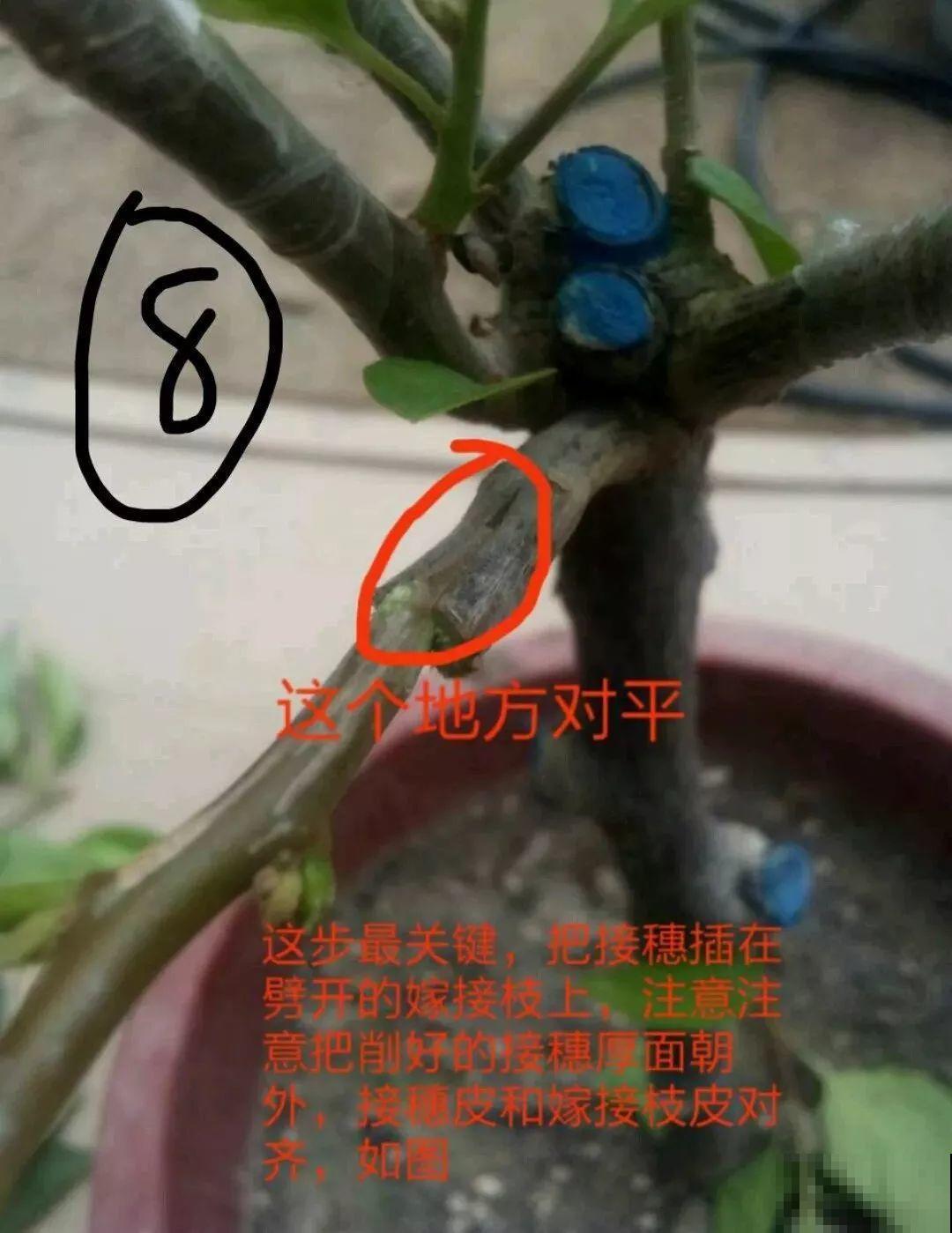 3棵茶花绑一绑，1年变成大老桩，懒人也能养成！