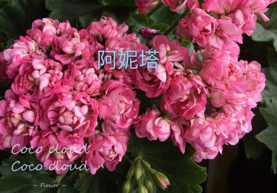 干净明亮的小窗台，适合养这花，谁见都夸漂亮！
