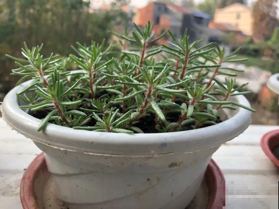 10种花，3月播种长最快，晚了还要等半年！