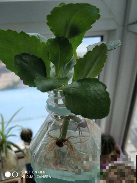 扦插最好活的花，枝条沾土就生根，不出俩月准爆盆！