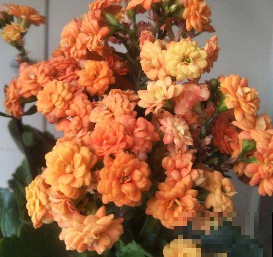 这两种花，开起来没完没了，阳台都变得热闹起来！
