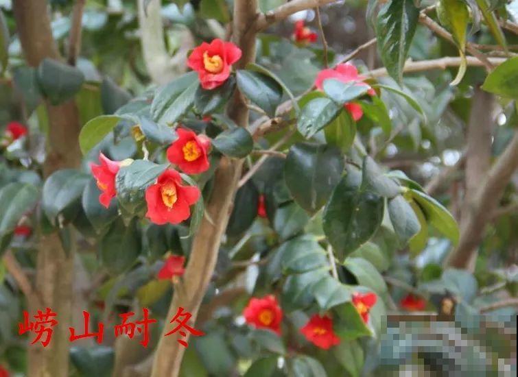 冬天必养的花，竟然有30个品种，最稀罕的是这个颜色！
