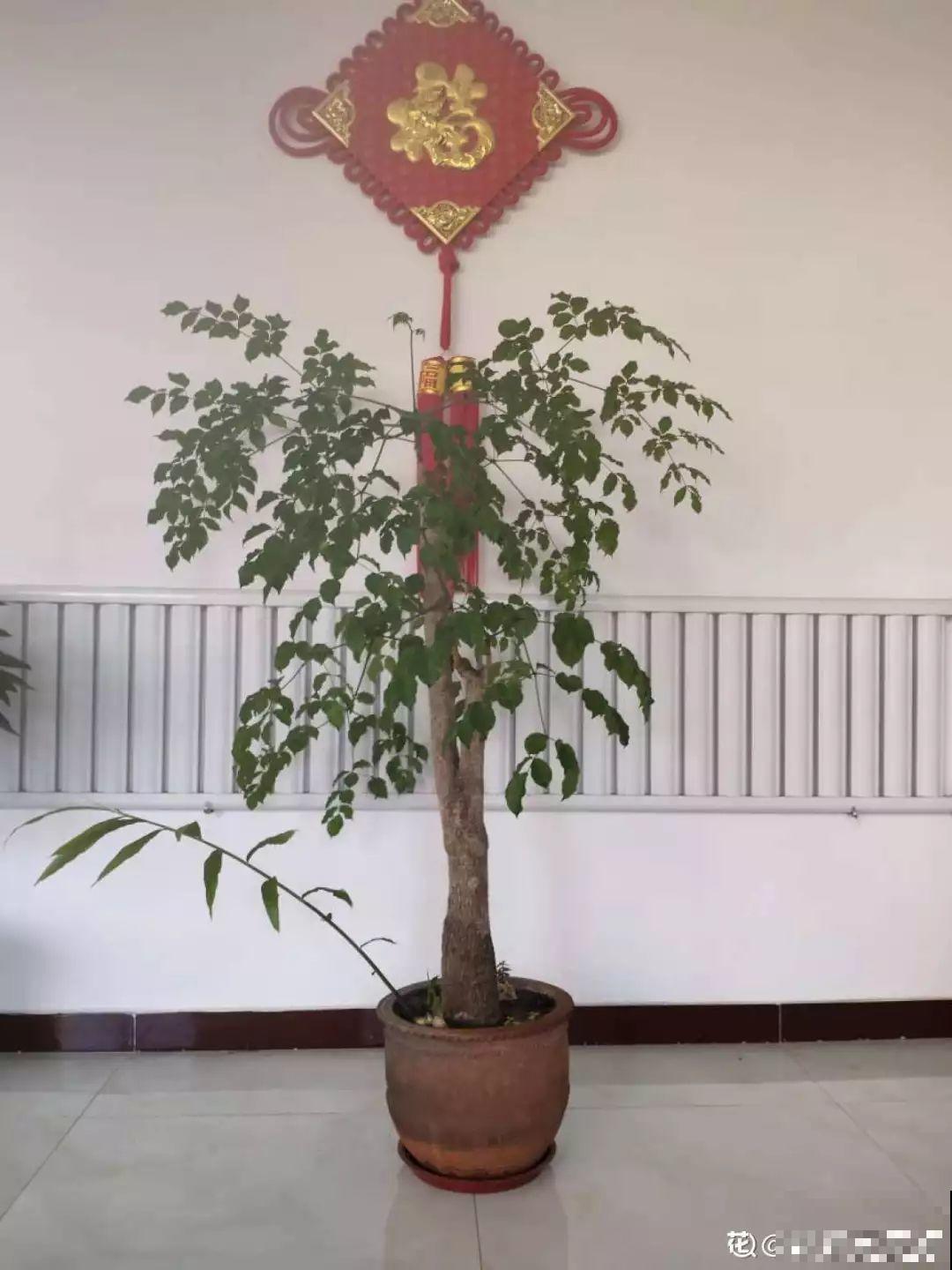 这花长到4米高，顶破屋顶太愁人，砍1刀冒出一圈芽！