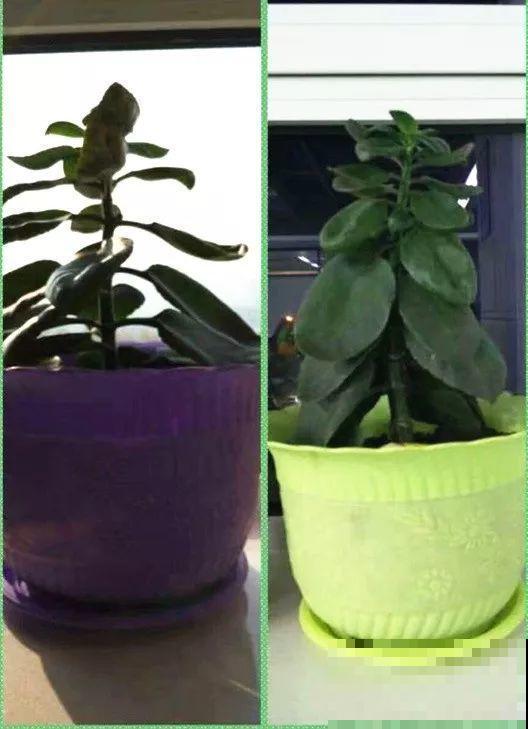用长寿花盆里浇点它，叶片个个都巴掌大，长成2米“巨无霸”！