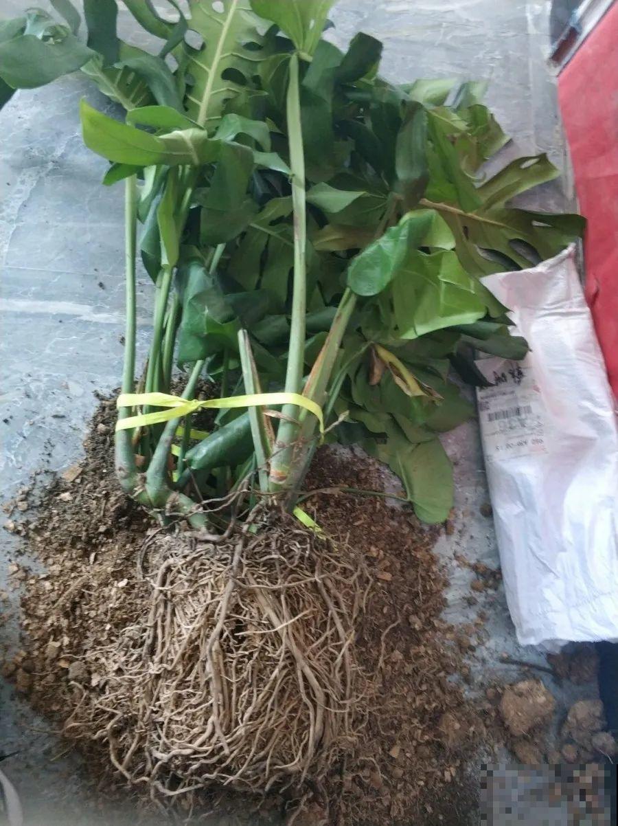 给这花换盆，土里扒出30个崽，根本不用扦插！