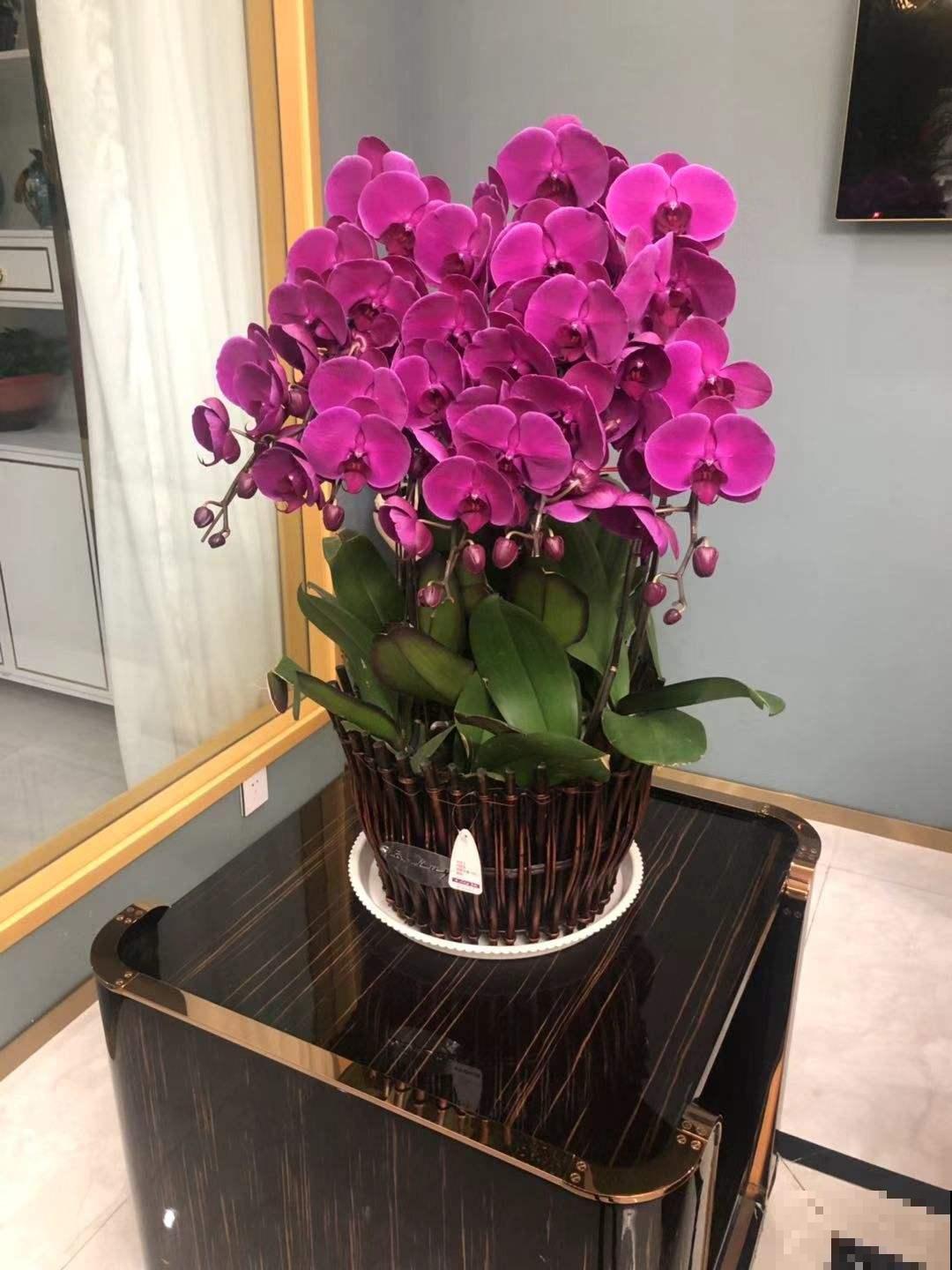 一个季节一种花，一年365天不间断赏花，就养这几种！