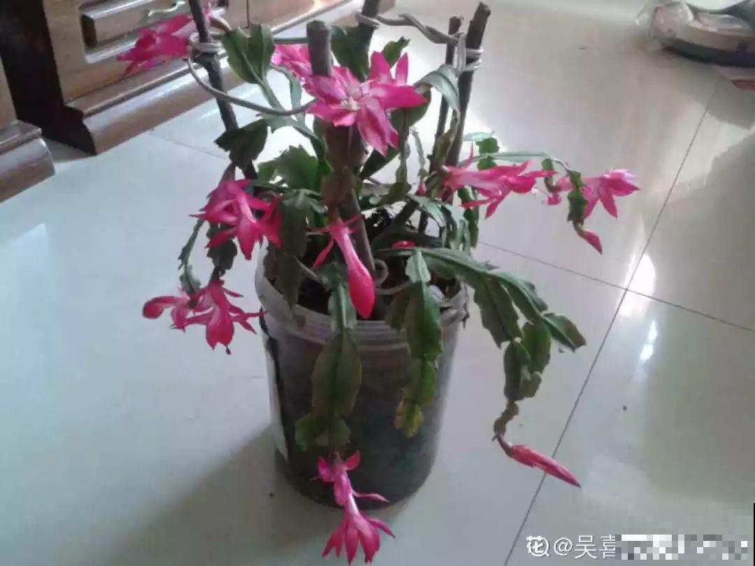 蟹爪兰光长叶子不见花？一掐一喷，半个月后就能开！