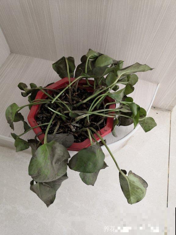2种花，低于5℃赶紧搬进屋，否则冻得只剩盆