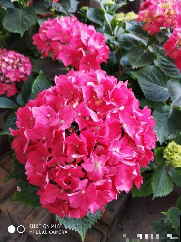 家里养这花，寓意好，旺家宅，一盆也舍不得送
