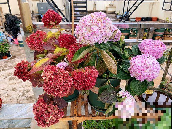 家里这花太神奇，开花后会变颜色，跟颜料染过似的！