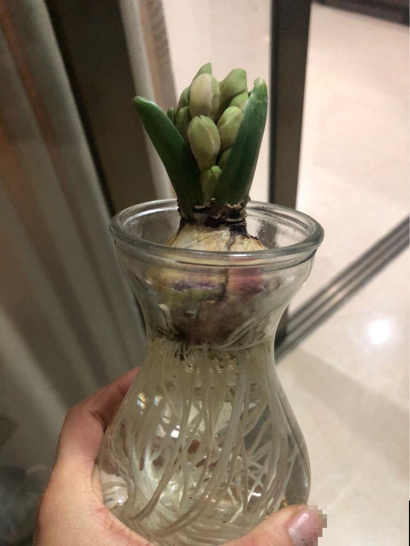 风信子叶子还没长出来？抓紧换地，不然一周之后都臭了