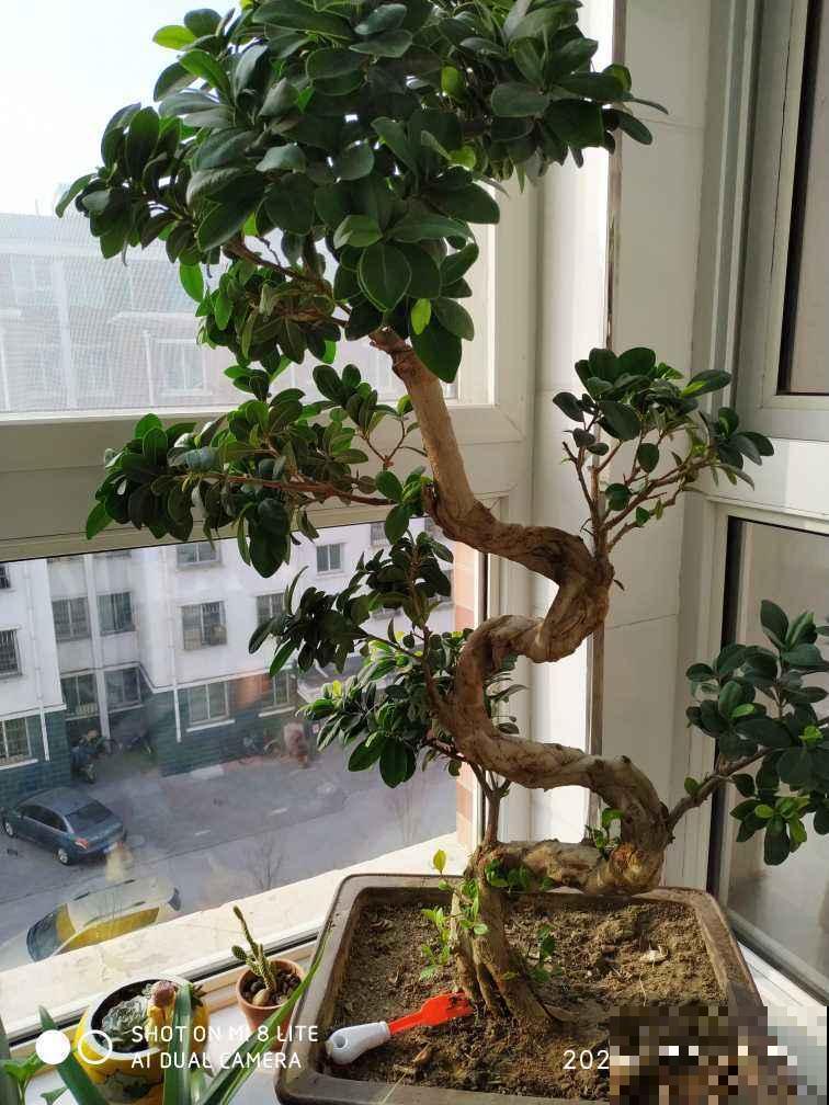 这5种花寓意极好，一个月不浇水，照样长得枝繁叶茂！