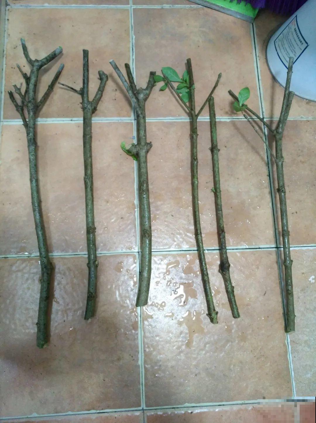 6种花大粗杆子插土里，7天就生根，春天扦插最好活！